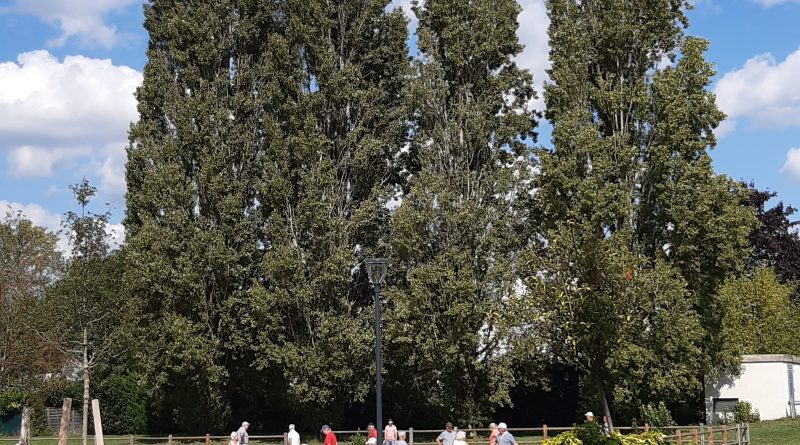 De beaux arbres à préserver à Conflans Sainte Honorine !