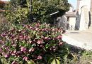 « Fête au Jardin Médiéval, dimanche 25 mai, de 14h30 à 16h30 »