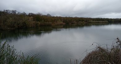 Les balades ornithologiques conflanaises se prolongent en forêt de Saint-Germain
