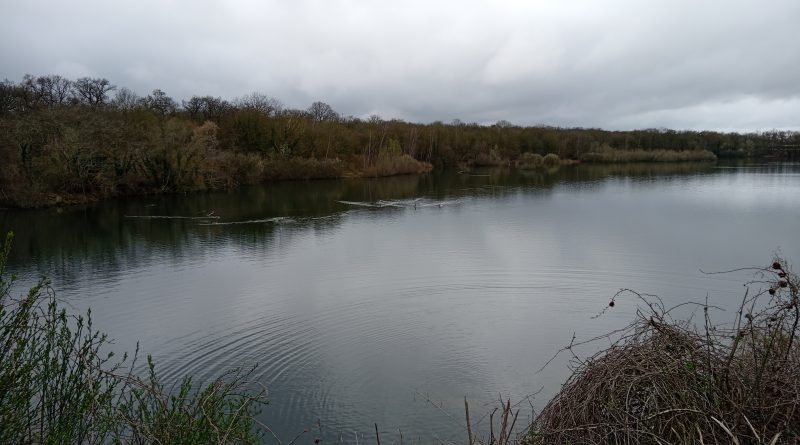 Les balades ornithologiques conflanaises se prolongent en forêt de Saint-Germain